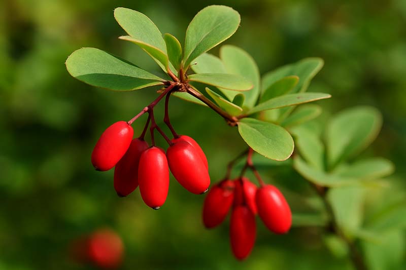 How Berberine Helps in Weight Loss