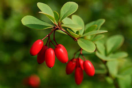 How Berberine Helps in Weight Loss